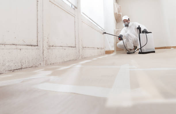Black mold remediation team in Cambridge
